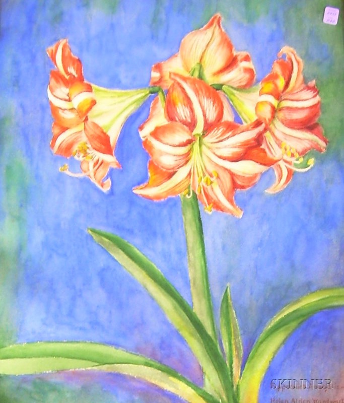 Appraisal: Helen Alden Woodworth American th Century Peppermint Amaryllis Signed and