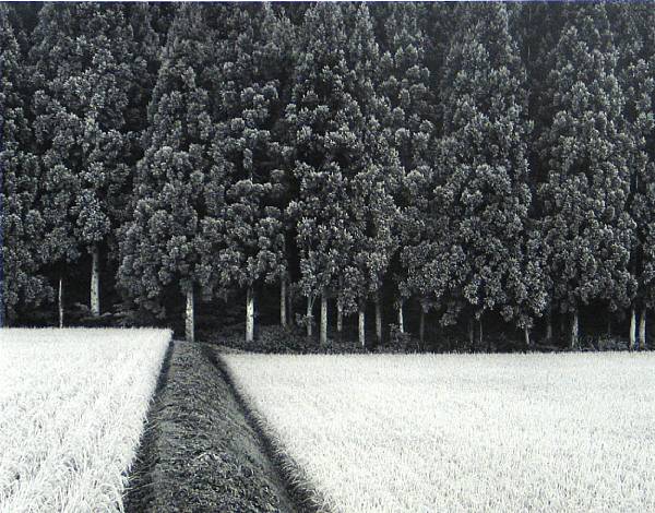 Appraisal: John Sexton Rice Field amp Pine Forest Near Tohoku Japan