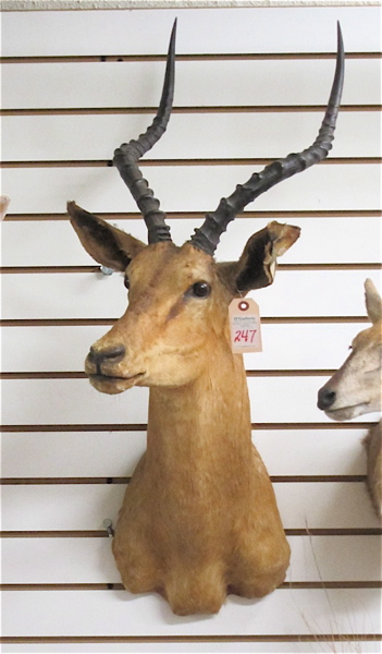 Appraisal: AFRICAN IMPALA ANTELOPE TAXIDERMY MOUNT a medium-sized trophy head mount