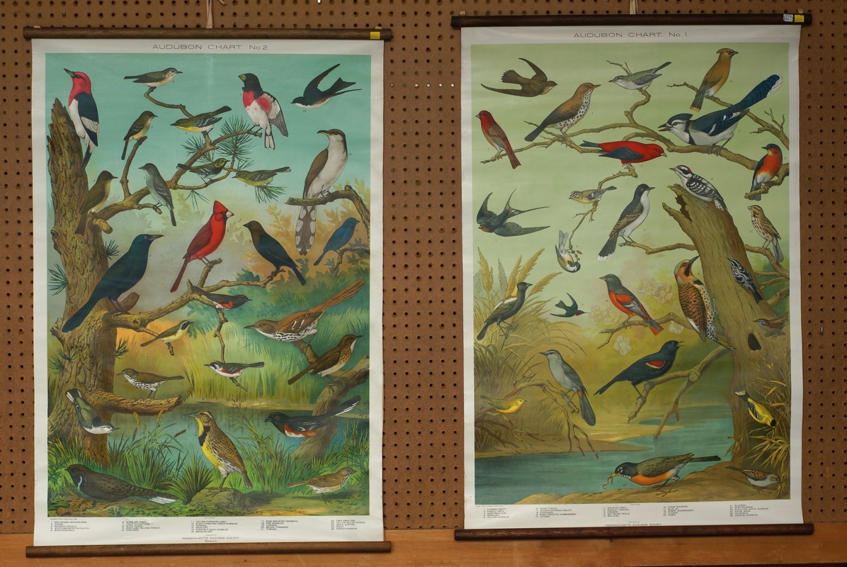 Appraisal: Audubon Bird Charts No No created by Louis Agassiz Fuertes