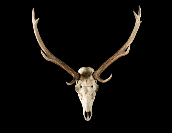 Appraisal: Large Specimen Elk Skull with Nine-Point Rack h w