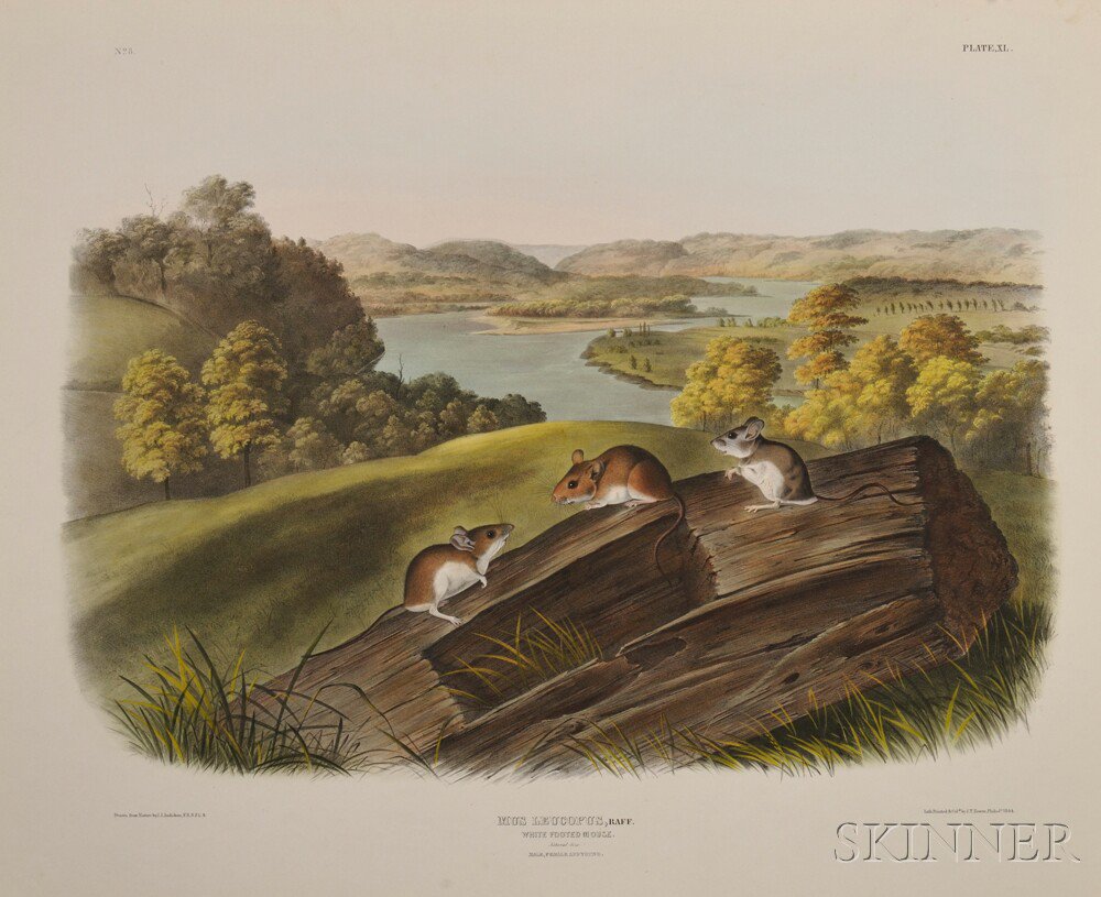 Appraisal: Audubon John James - White Footed Mouse Plate XL from