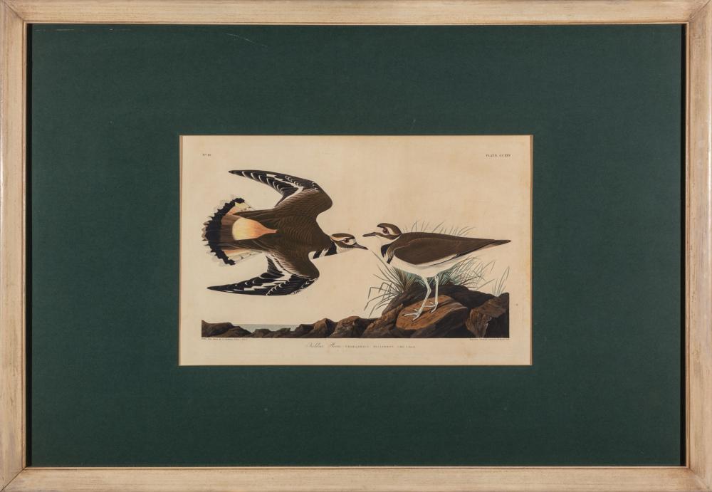 Appraisal: John James Audubon American - Kildeer Plover Plate CCXXV hand-colored