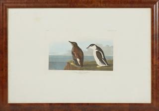 Appraisal: John James Audubon - Slender-billed Guillemot No Plate Havell edition