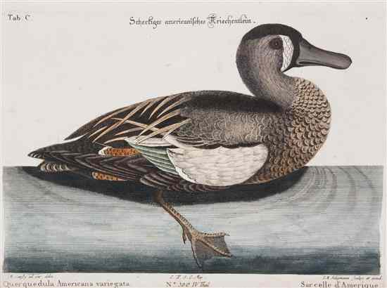 Appraisal: ORNITHOLOGY ENGLISH CATESBY MARC after Sarcelle d'Amerique A Hand-colored engraving