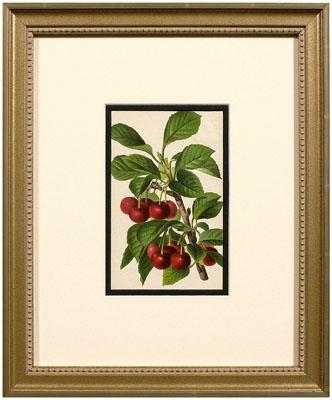 Appraisal: Eight th century botanical prints berries hand-colored lithographs Belgian circa