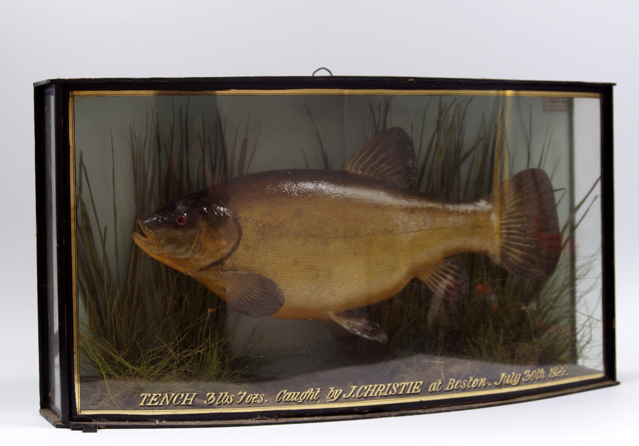 Appraisal: A taxidermy specimen of a tench preserved by J Cooper