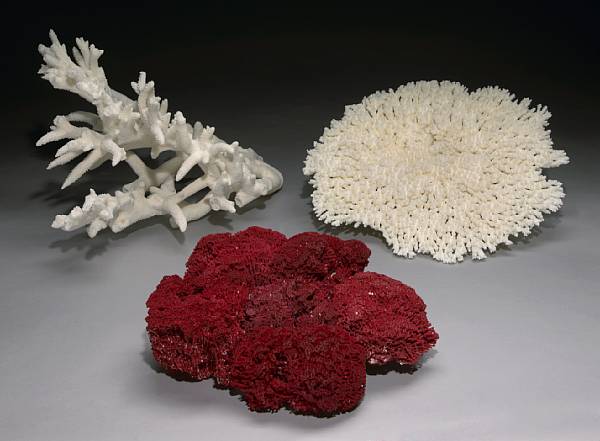 Appraisal: Group of Three Corals Solomon Islands These three large decorative