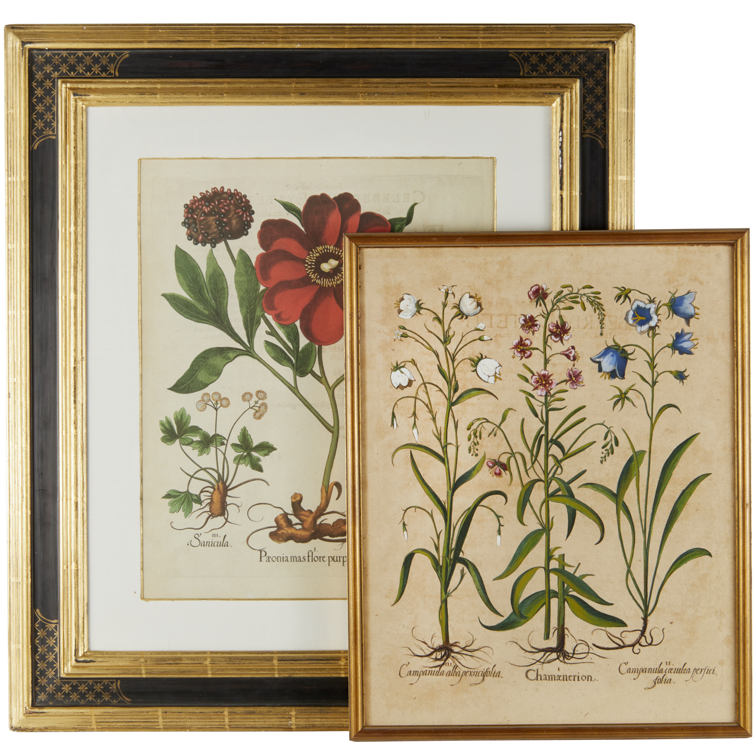 Appraisal: BASILIUS BESLER HAND-COLORED ENGRAVINGS Basilius Besler German - Campanula and