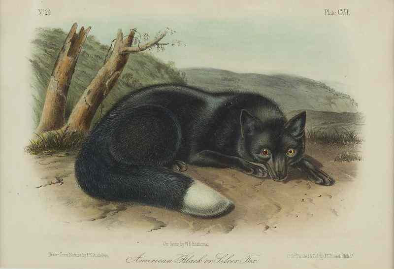 Appraisal: Lithograph after John Woodhouse Audubon''American Black or Silver Fox ''