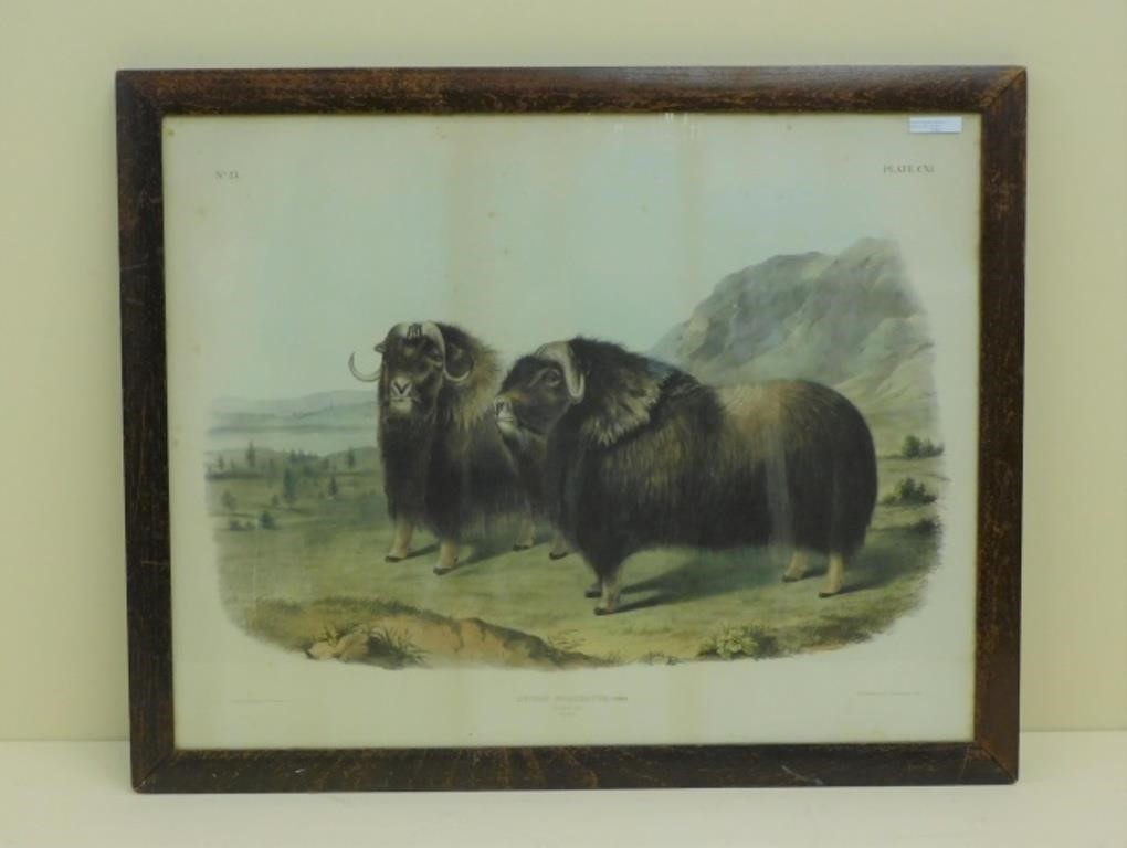 Appraisal: American son of J J Audubon framed colored lithograph titled