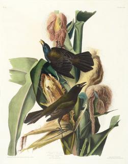 Appraisal: John James Audubon - Purple Grackle Plate VII engraving on