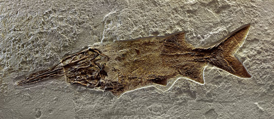 Appraisal: A RARE FOSSIL PADDLEFISH Crossopholis magnicandatus Eocene Green River Formation