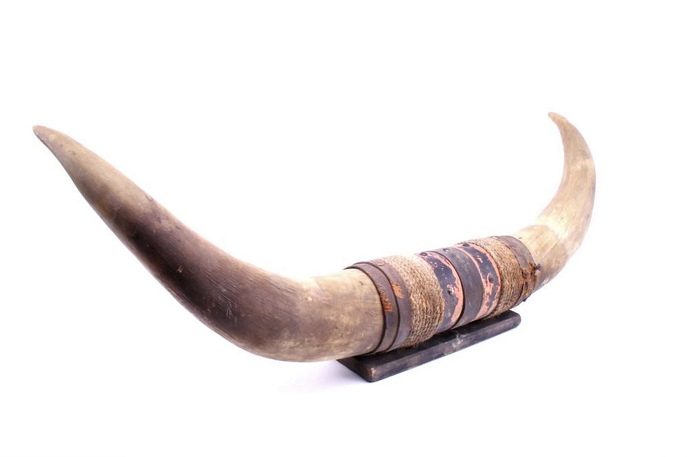 Appraisal: Early 's Mounted Longhorn Steer Horns Offered in this lot