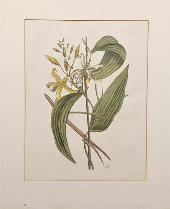 Appraisal: Continental school th century TWO WORKS BOTANICAL STUDIES ORCHIDS handcolored