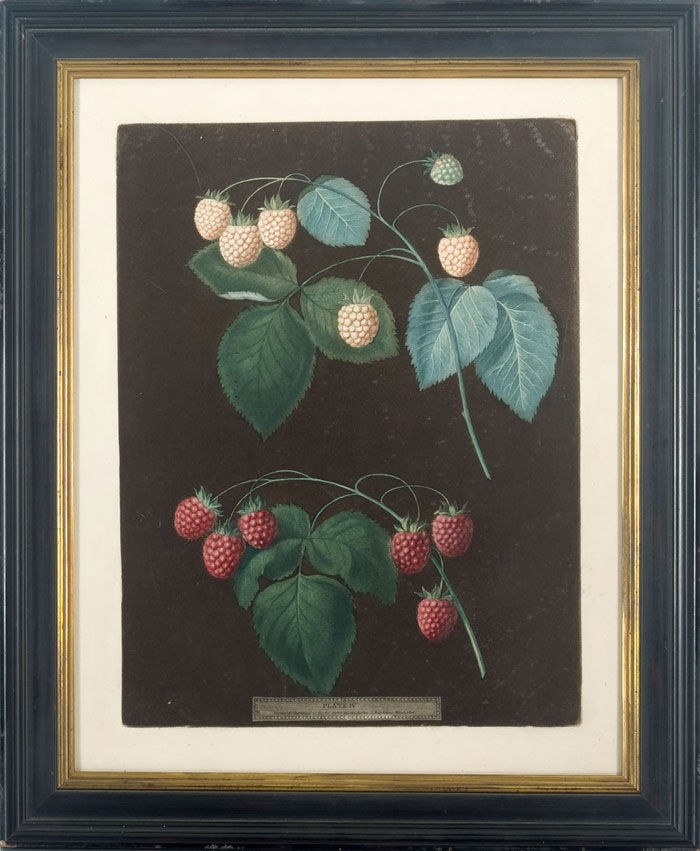 Appraisal: RASPBERRIES PL IV FROM GEORGE BROOKSHAW'S FOLIO EDITION OF quot