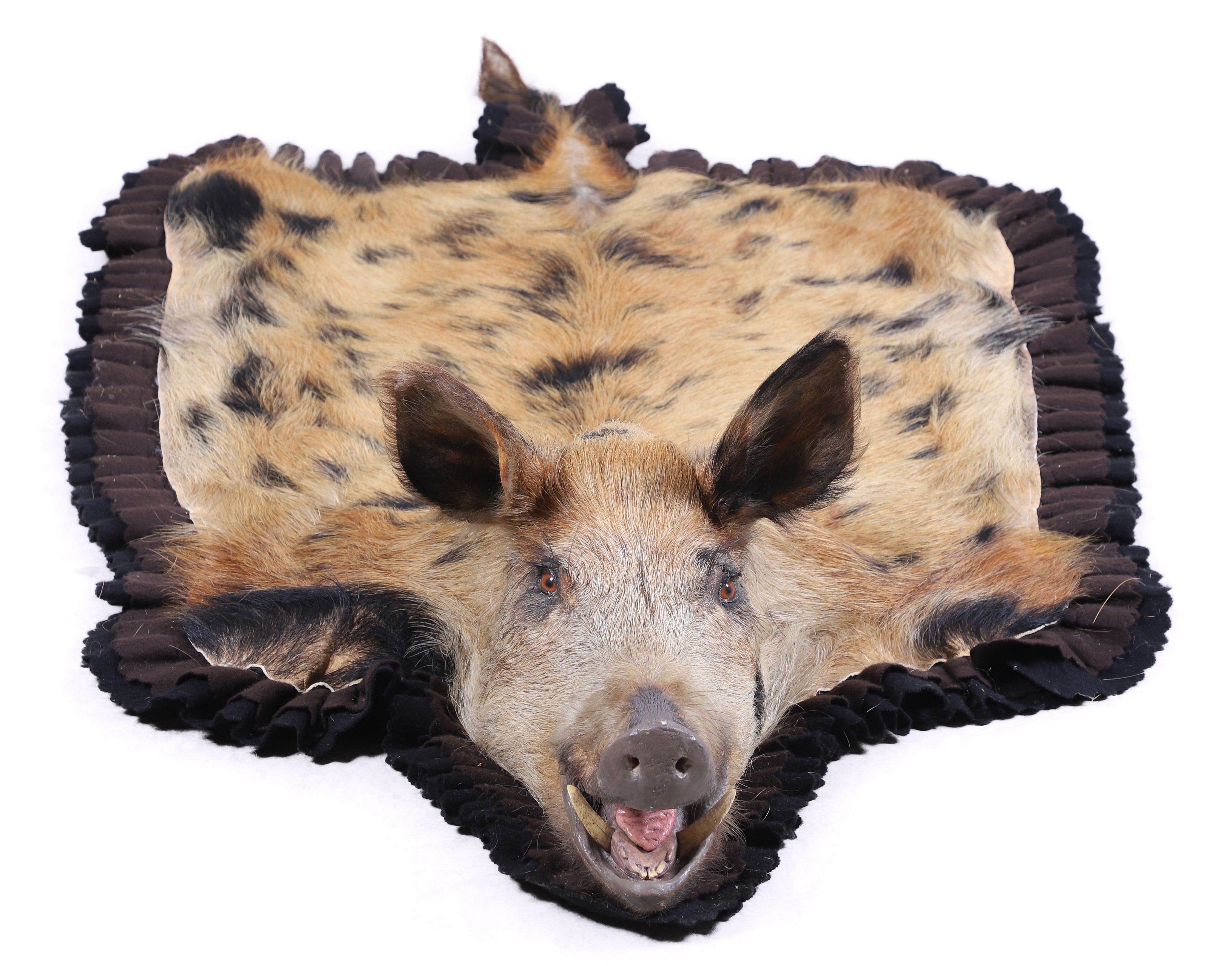 Appraisal: Wild Spotted Hog Taxidermy Rug head mounted doubled felted edges