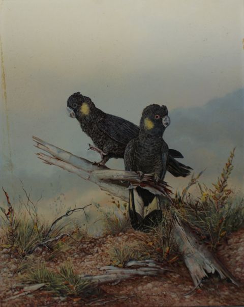 Appraisal: Michael Piper Two Black Cockatoos oil on board signed and