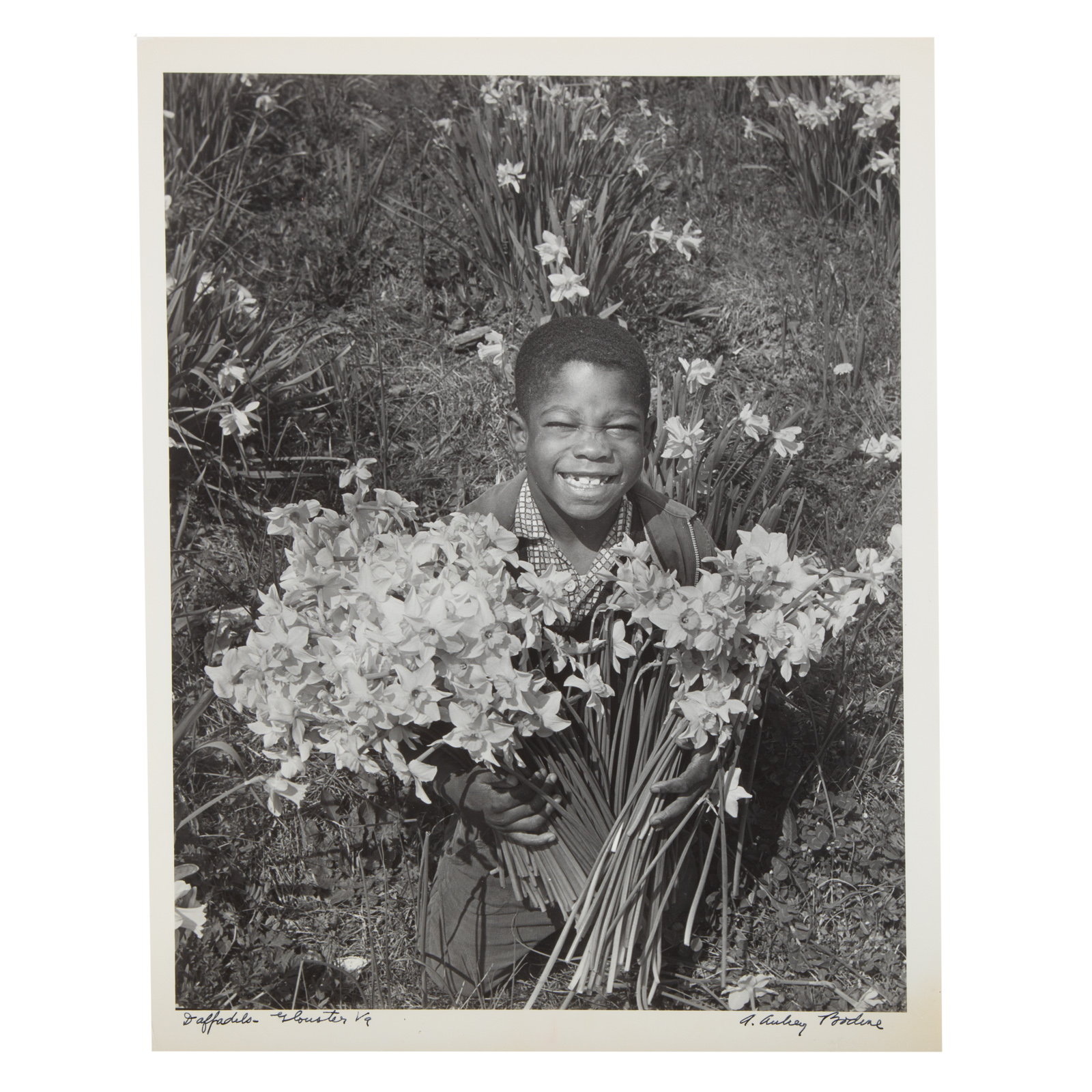 Appraisal: A AUBREY BODINE DAFFODILS GLOUSTER VA American - Gelatin silver