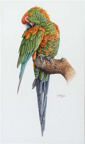 Appraisal: H R HUGHES TH CENTURY - A parrot on a