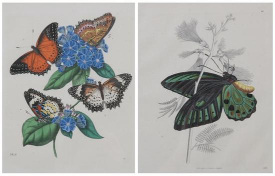 Appraisal: C SCHACK German th century Butterflies Seven hand-colored lithographs including