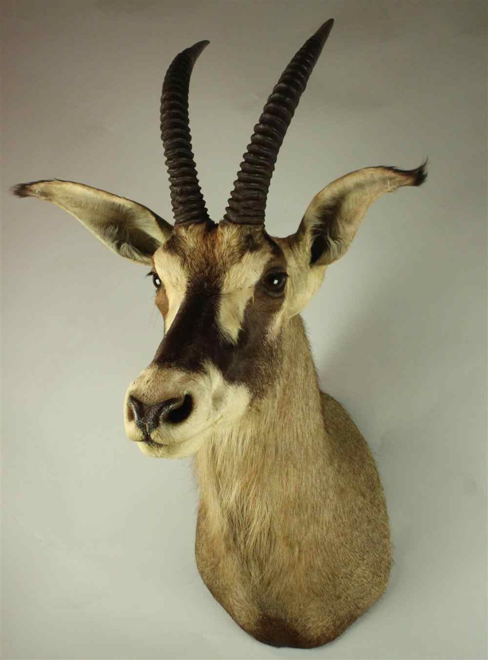 Appraisal: EAST AFRICAN ROAN ANTELOPE TAXIDERMY SHOULDER MOUNT JONAS BROS savanna