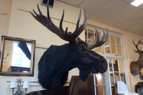 Appraisal: BIG MOOSE HEAD