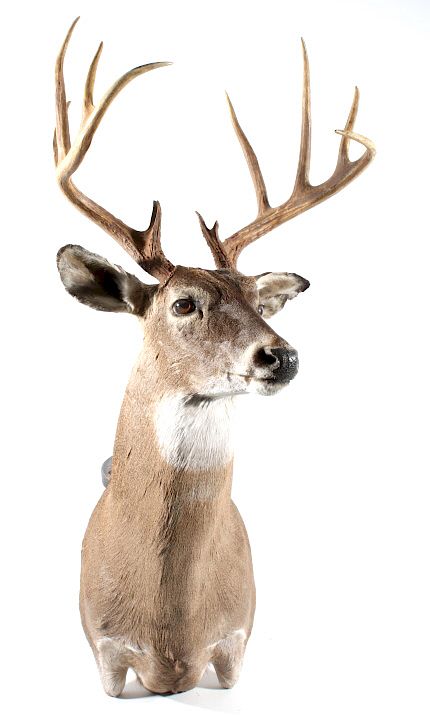 Appraisal: Montana Trophy White Tail Shoulder Mount Featured in this lot