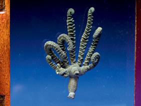 Appraisal: A LIVING FOSSIL A PRESERVED CRINOID SPECIMEN Gymnocrinus richeri Recent