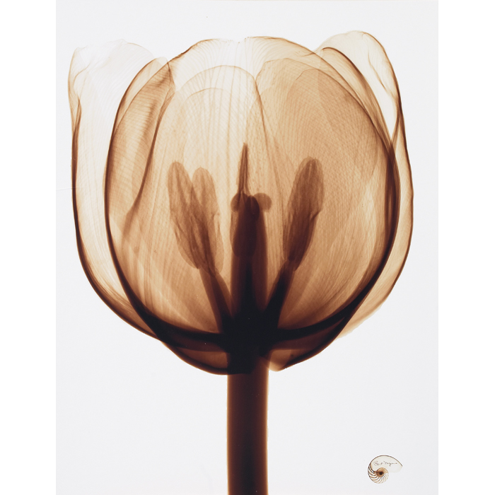 Appraisal: Bert Meyers X-Ray - Tulip Blossom Sepia c photograph signed