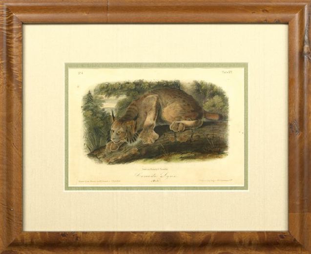 Appraisal: After John James Audubon American - Canada Lynx Male plate