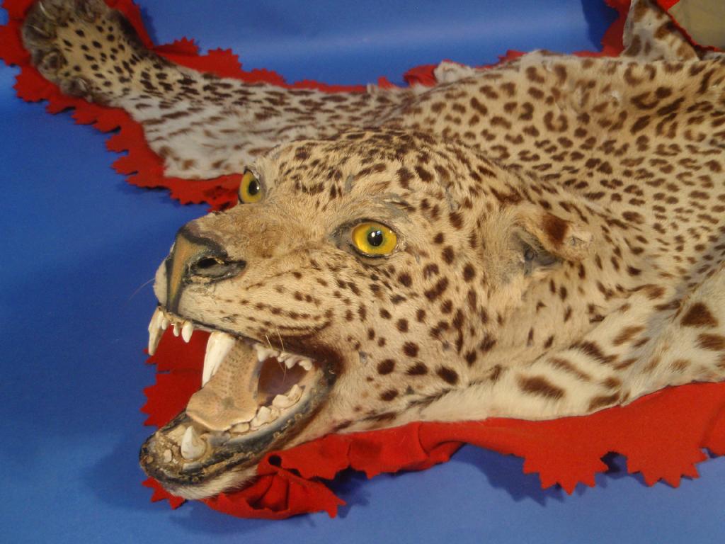 Appraisal: A leopardskin rug with full face mask