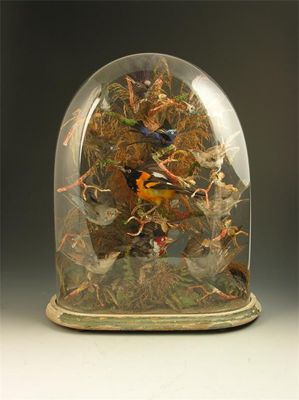 Appraisal: Taxidermy A Victorian group of birds on a branch on