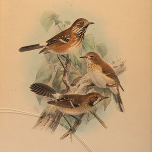 Appraisal: J G Keulemans Dutch - Three Illustrations of Birds lithographs