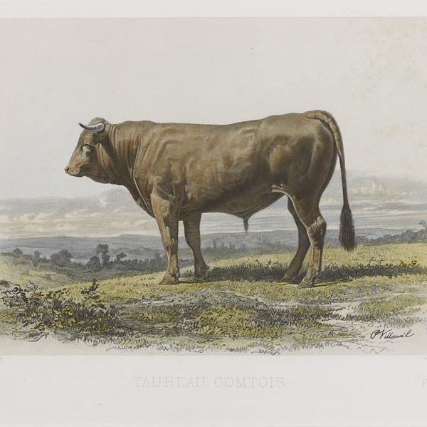 Appraisal: ANIMAL PRINTS Four works of art include French bovine and