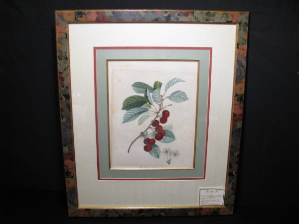 Appraisal: Framed hand colored engraved botanical of cherries by De L'Anglair