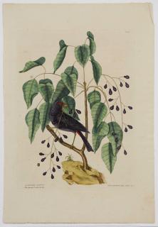 Appraisal: Mark Catesby British - Purple Grosbeak T from The Natural