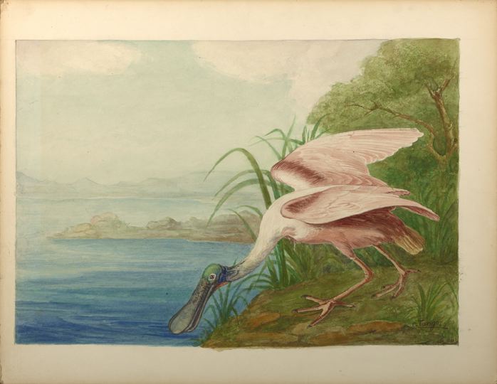 Appraisal: Continental School th Century Wood Ibis and Roseate Spoonbill pair