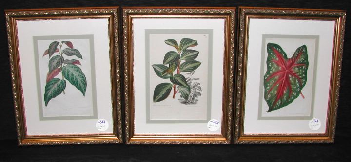 Appraisal: De Pannemaeker and Stroobant Belgian th Century Caladiums trio of