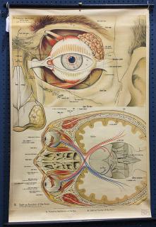 Appraisal: Large Clay-Adams Co New York chart exhibiting the protective mechanism