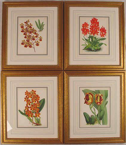 Appraisal: ORCHID LITHOGRAPHS BY FITCH Four Color Lithographs of Orchids ''