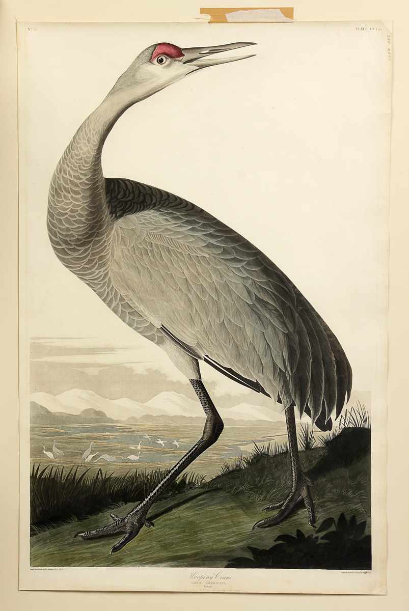 Appraisal: John James Audubon American - After Hooping Crane Grus Americana