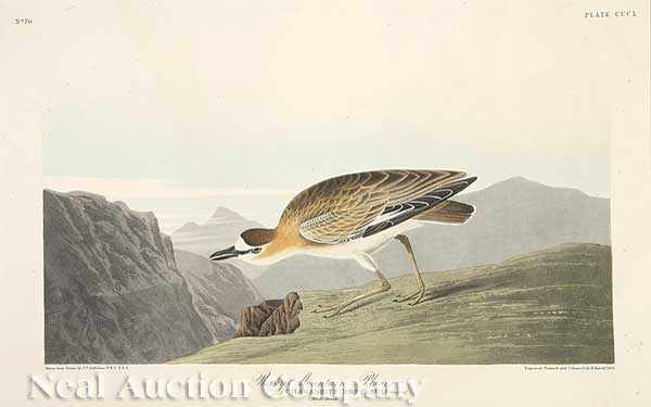 Appraisal: John James Audubon American - Rocky Mountain Plover Plate hand-colored