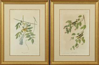 Appraisal: John James Audubon - Yellow Poll Warbler No Plate and