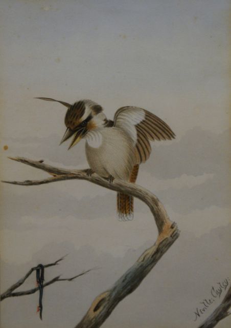 Appraisal: Neville Henry Pennington Cayley - Kookaburra and Snake watercolour signed