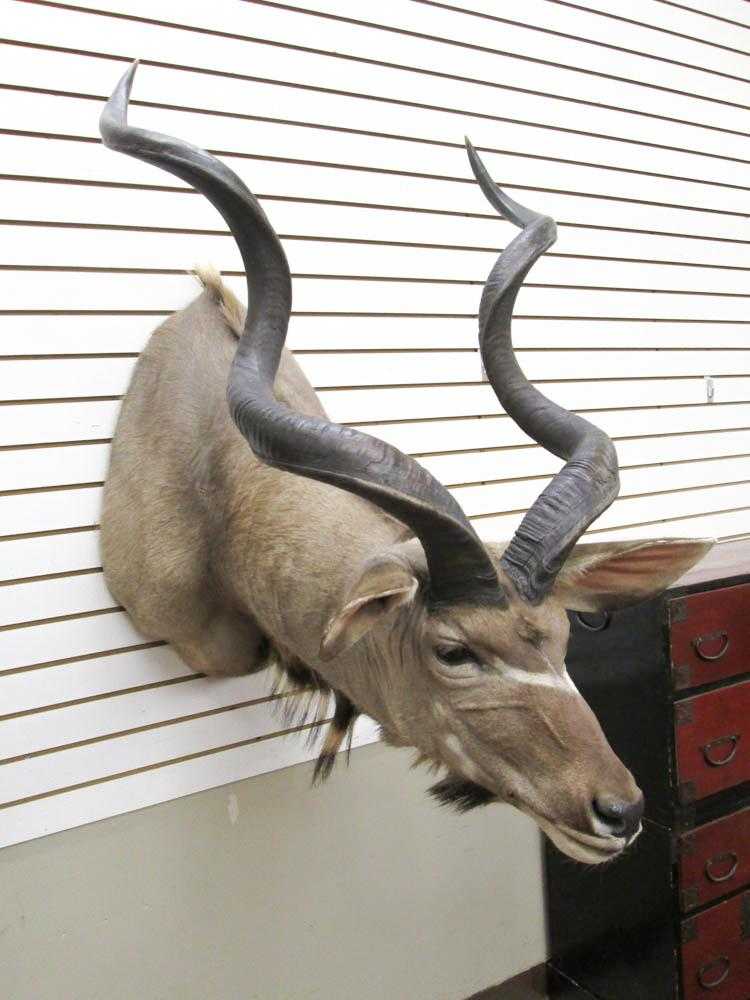 Appraisal: AN AFRICAN ANTELOPE TAXIDERMY MOUNT Greater Kudu North Rhodesia a