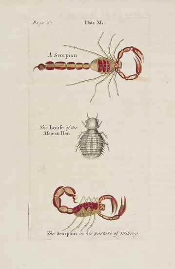 Appraisal: Albin Eleazar A Natural History of Spiders and other Curious