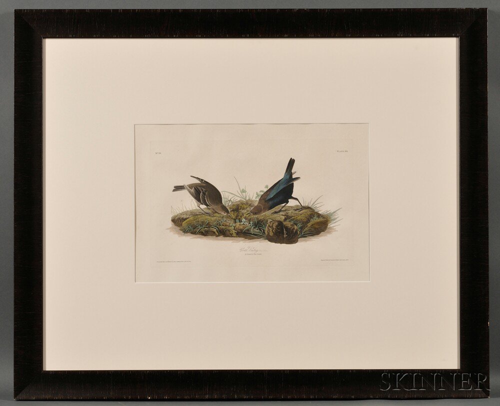 Appraisal: Audubon John James - Cow Bunting Plate from Birds of