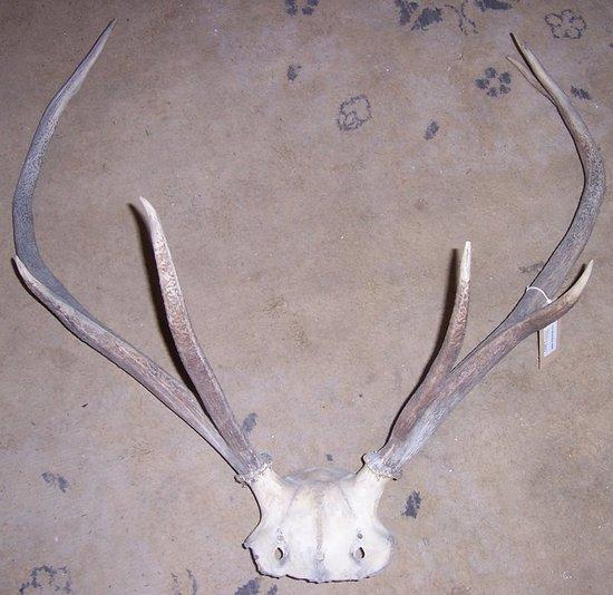 Appraisal: A pair of antlers on the skull plate cm wide