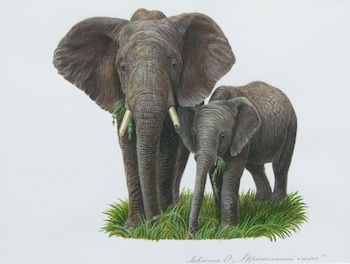 Appraisal: Olga Levchenko Russian Born African Elephant Watercolor on paper signed